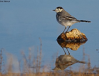 Animali 221